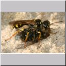 Mellinus arvensis - Kotwespe w35b 14mm mit Fliege.jpg